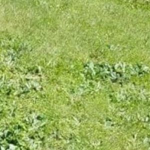 Meet your Posher, Cory